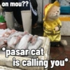 Meow Pi Miew 9