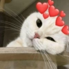 Gatos tiernos #1 15