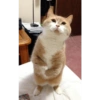 Милый котенок 14