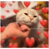 Gatos tiernos #1 9