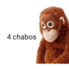 4 chabos