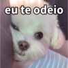 Cachorrinhos sinceros 🐶🌝 7