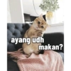 ayang udh
makan?