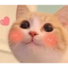 Gatos tiernos #1 30