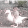 ㅡ  animalitos ♡ 11