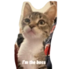 Cat 11