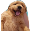 Perritos mal recortados 19