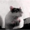 ㅡ  animalitos ♡ 5
