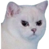 Gatos 24