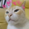 Solo gatos 10