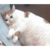 Плачущие кошки 29