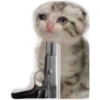Gatos 28