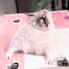 ㅡ  animalitos ♡ 8