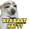 Funny Dogs 12