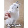 ola, un gusto