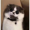Conteúdo Aleatório De Gato 12