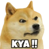 Funny Dogs 11