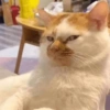 ❣️🐱Michito reacciones🐱❣️ 12