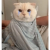 Kucing kucing 22