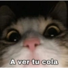 MASCOTAS @joshuacaprii 9