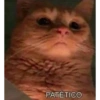 Gatos 13