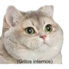 Gatos 9