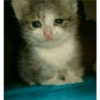 Плачущие кошки 5
