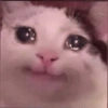 Gatitos tristes 14