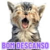 GATINHOS SIMPÁTICOS 😻 8