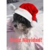 Mis michis 12