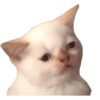 Gatos sad 2 23