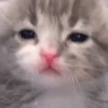 Gatitos 😈 16
