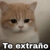 Gatitos SAD 😞 1 7