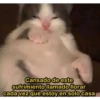 Solo gatos 27