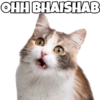 Cats Meme 9