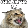 Cats Meme 13