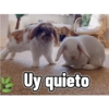 Uy quieto