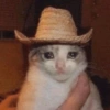 Gatinhos memeiros 🐱 3