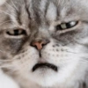 GATINHOS EXPRESSIVOS 😸 13