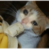 Плачущие кошки 23