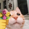 Gatooos! :3 17
