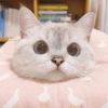 Kucing kucing 25