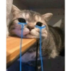 Kucing kucing 16