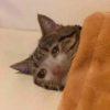 Плачущие кошки 25