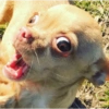Reacciones perrunas 13