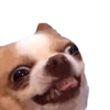 Memes de cachorros 5