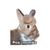 CONEJOS GROSEROS Vol. 3 8