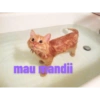 Kucing imoet 6