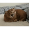 Плачущие кошки 30