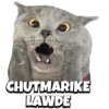 Cats 7